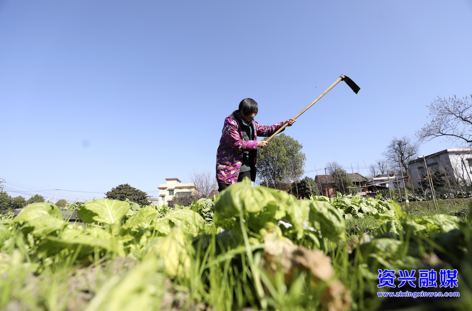 1月30日，在唐洞街道茶坪瑶族村，农民在菜地里翻耕土壤。